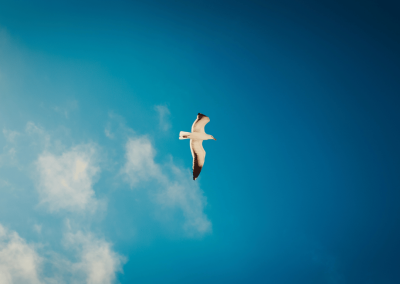 Mouettes volant au-dessus de la mer sous un ciel dégagé, symbolisant la liberté, l’apaisement et les possibilités de changement. RDV INDIVIDUEL et constellation blog