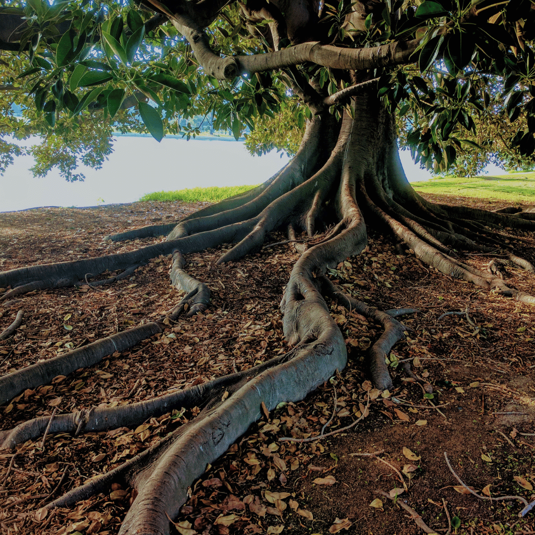 Un arbre majestueux avec des racines profondes, symbolisant les liens invisibles et les héritages transgénérationnels mis en lumière par les constellations familiales.